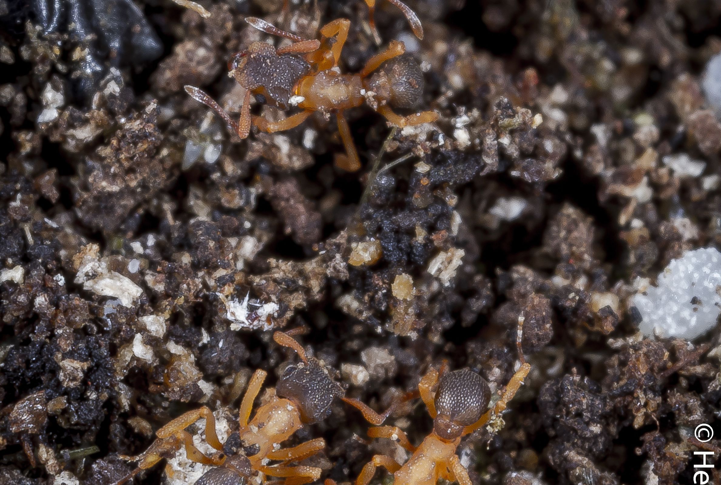 Cyphomyrmex rimosus worker. Photo: Henri Herrera, CDF.
